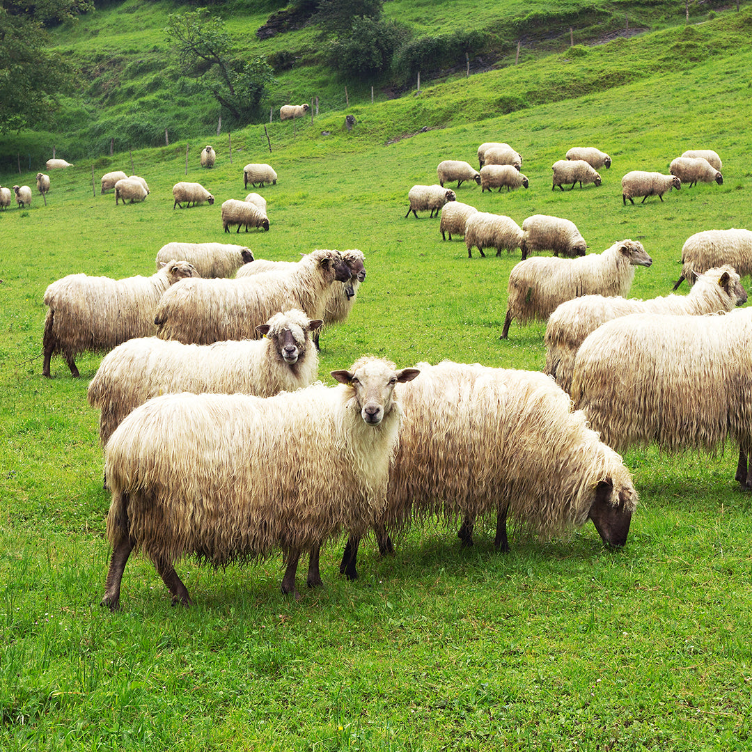 Side of Lamb Box